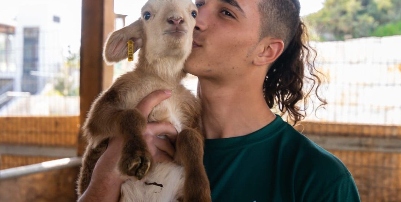 תלמיד מנשק טלה