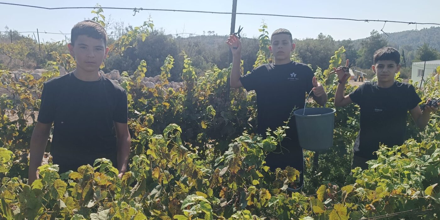 תלמידים בבציר ענבים